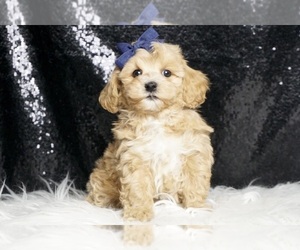 Maltipoo Puppy for sale in WARSAW, IN, USA