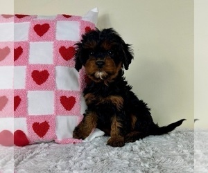 Cavapoo Puppy for sale in GREENFIELD, IN, USA