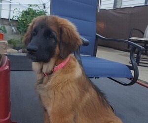 Leonberger Puppy for sale in MILWAUKEE, WI, USA