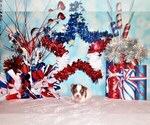 Small Photo #10 Chihuahua Puppy For Sale in CHARLESTON, AR, USA