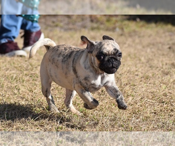 Medium Photo #6 Pug Puppy For Sale in PALM COAST, FL, USA