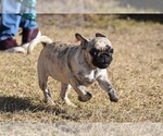 Small #5 Pug