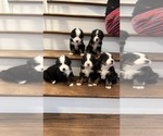 Small Photo #8 Bernese Mountain Dog Puppy For Sale in VILONIA, AR, USA
