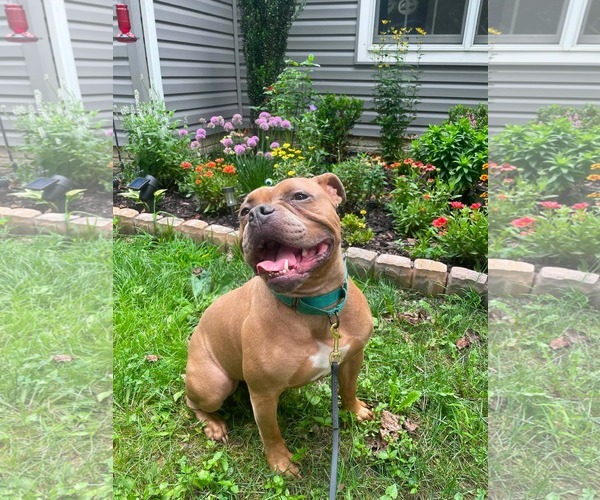 Medium Photo #36 American Bulldog-Unknown Mix Puppy For Sale in Derwood, MD, USA