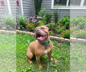 McLovin - Male American Bulldog-Unknown Mix Dog for Adoption - Photo #36