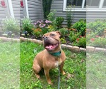 Small #35 American Bulldog Mix
