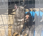 Small Photo #20 American Bully Puppy For Sale in DRY FORK, VA, USA