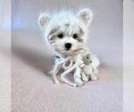 Maltese Puppies - Female Morkie Puppy for Sale - Photo #7