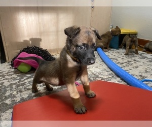 Belgian Malinois Puppy for sale in JACKSON, SC, USA
