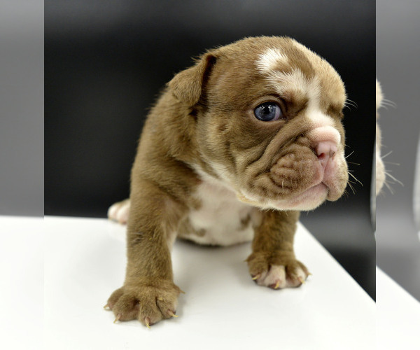 Medium Photo #4 Bulldog Puppy For Sale in PASCO, WA, USA