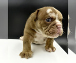 Small Photo #4 Bulldog Puppy For Sale in PASCO, WA, USA