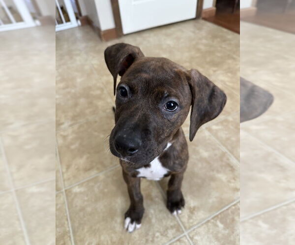 Medium Photo #2 American Pit Bull Terrier-Doberman Pinscher Mix Puppy For Sale in Springdale, PA, USA
