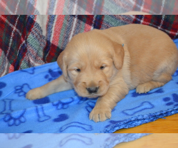 Medium Photo #27 Golden Retriever Puppy For Sale in OWEN, WI, USA