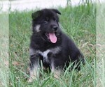 Small Photo #5 German Shepherd Dog-Siberian Husky Mix Puppy For Sale in OTTAWA, KS, USA