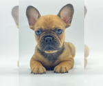 Small Photo #3 French Bulldog Puppy For Sale in BOCA RATON, FL, USA