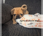 Puppy Apricot Fawn Ma Pug