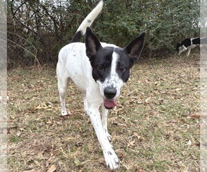Basenji-Unknown Mix Dogs for adoption in Anniston, AL, USA