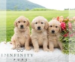 Small Photo #2 Golden Retriever Puppy For Sale in NEWPORT, PA, USA