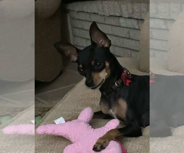 Medium Photo #2 Chihuahua Puppy For Sale in Texarkana, TX, USA