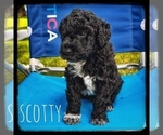 Small Photo #2 Portuguese Water Dog Puppy For Sale in RIGBY, ID, USA