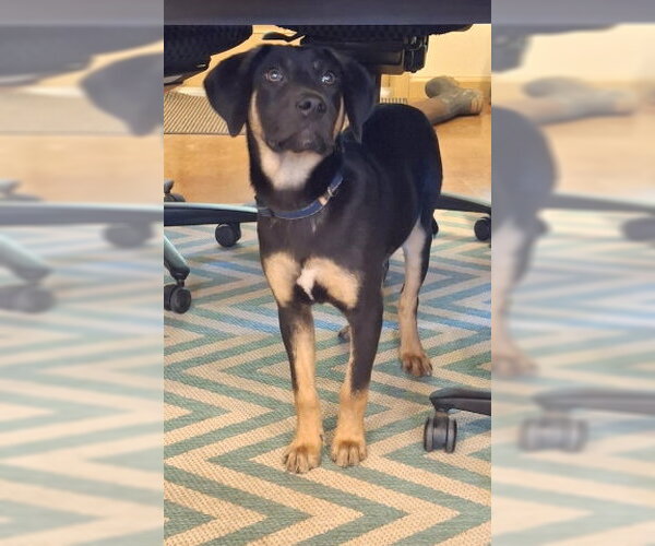 Medium Photo #2 Catahoula Leopard Dog-Coonhound Mix Puppy For Sale in Mountain View, AR, USA