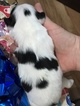 Small Photo #3 Japanese Chin Puppy For Sale in SALEM, OR, USA