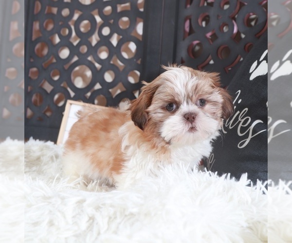 Medium Photo #4 Shih Tzu Puppy For Sale in MOUNT VERNON, OH, USA