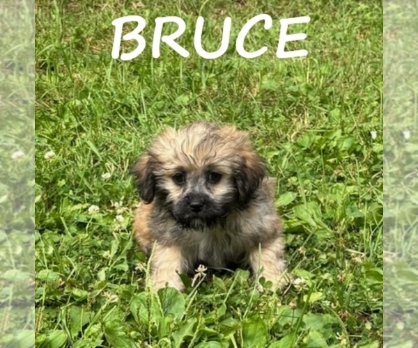 Medium Photo #3 Shih-Poo Puppy For Sale in HARTLAND, MN, USA