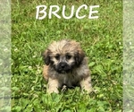 Small #2 Shih-Poo