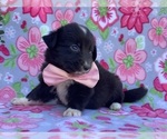 Small Photo #3 Border Collie-Golden Retriever Mix Puppy For Sale in LANCASTER, PA, USA
