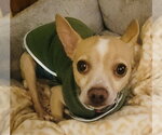 Stacks - Male Chihuahua Dog for Adoption - Small photo