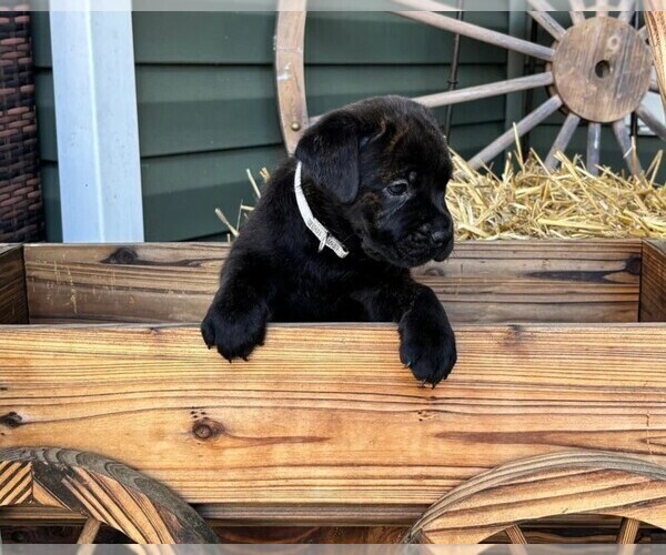 Medium Photo #43 Rotticorso Puppy For Sale in REEVESVILLE, SC, USA