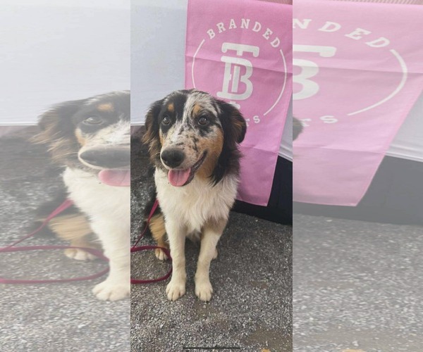 Medium Photo #2 Australian Shepherd Puppy For Sale in Dallas, TX, USA