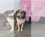 Small #1 Australian Shepherd