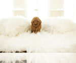 Small Photo #2 Poodle (Standard) Puppy For Sale in LAS VEGAS, NV, USA