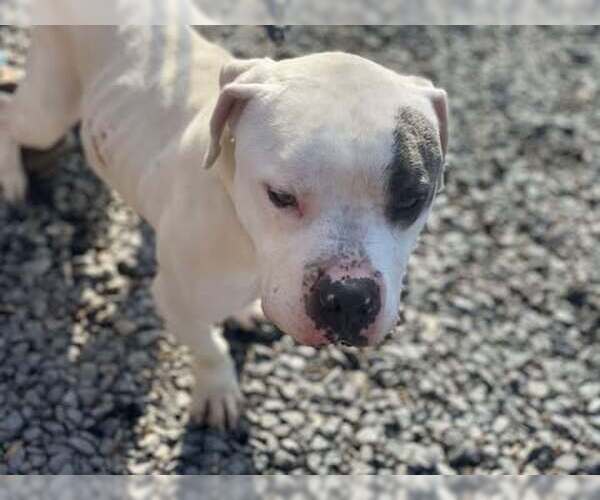 Medium Photo #3 Mutt Puppy For Sale in Lewistown, PA, USA