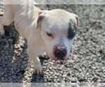 Small #2 Mutt