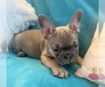 Small #4 French Bulldog