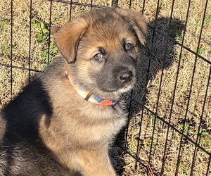 Medium Alaskan Shepherd