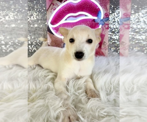 Medium Photo #4 Rat-Cha Puppy For Sale in INDIANAPOLIS, IN, USA