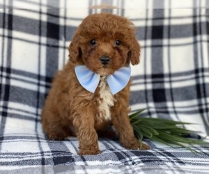 Goldendoodle-Poodle (Miniature) Mix Puppy for sale in CEDAR LANE, PA, USA