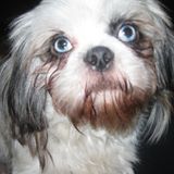 Medium Photo #1 Shih Tzu Puppy For Sale in OLYMPIA, WA, USA
