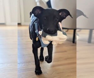 German Shepherd Dog-Unknown Mix Dogs for adoption in Aurora, CO, USA