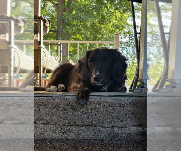 Medium Photo #3 Labrador Retriever-Unknown Mix Puppy For Sale in Springdale, PA, USA