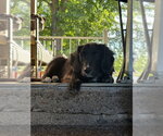 Small #2 Labrador Retriever Mix