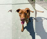 Small #7 Labrador Retriever Mix