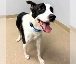 Border Collie Dogs for adoption in Aurora, CO, USA