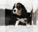 Small #7 Cavalier King Charles Spaniel