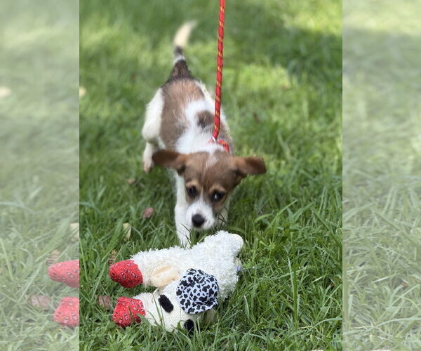 Medium Photo #4 Mutt Puppy For Sale in Yardley, PA, USA