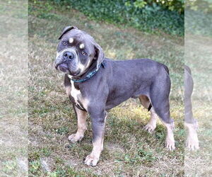 Staffordshire Bull Terrier-Unknown Mix Dogs for adoption in Spring Lake, NJ, USA